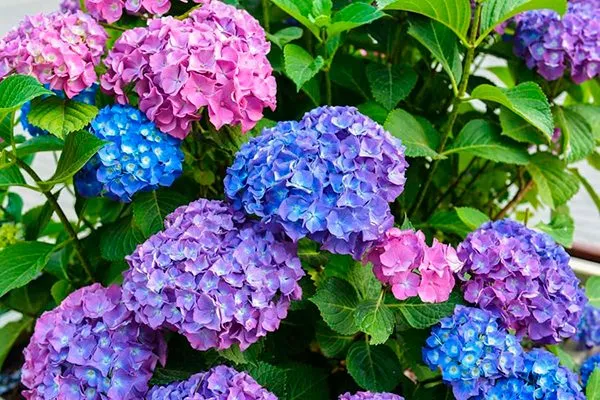 Гортензии в саду
