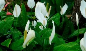 Уоллиса (Spathiphyllum wallisii)