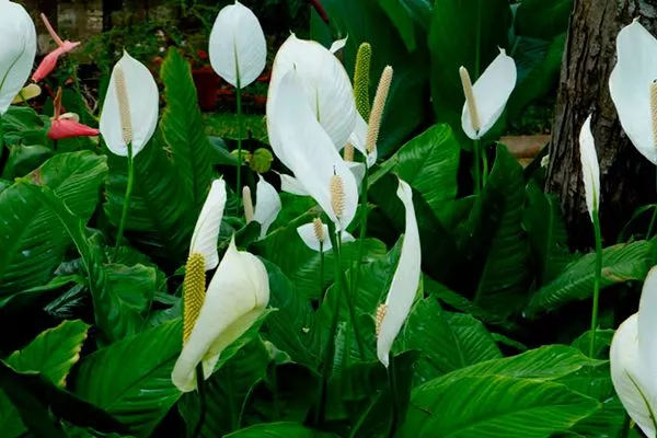 Уоллиса (Spathiphyllum wallisii)