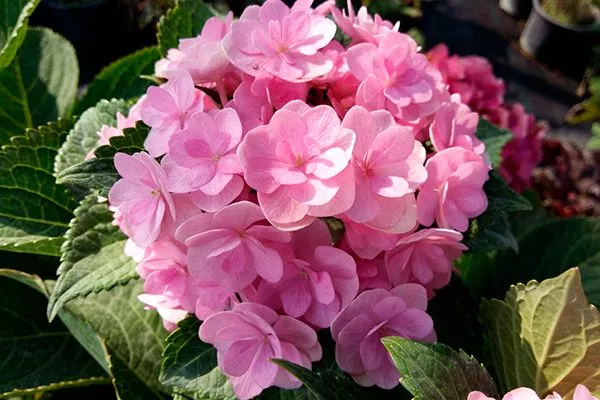 Ю энд Ми Форевер