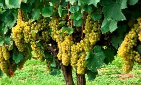 Описание шардоне