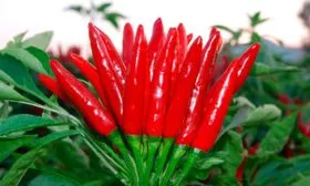 Острый перец