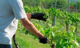 kak-ukhazhivat-za-vinogradom