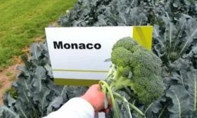 Капуста-брокколи