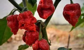 Острый перец