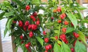 Урожайность