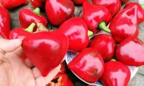 Сбор урожая