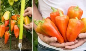 Сбор урожая