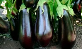 Баклажан марципан