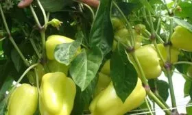 Блонди F1 (Швейцария) 12