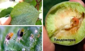 Вредители