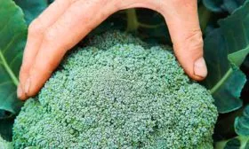 Урожайность