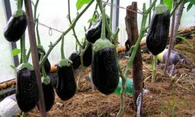 Урожайность