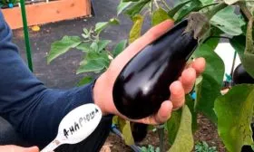 baklazhan-andrjusha-vid