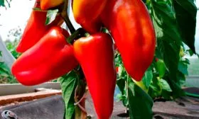 Базовые свойства сорта Пилот