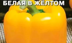 Белая в жёлтом