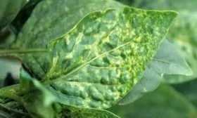 Болезнеустойчивость