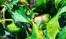 Болезни и вредители