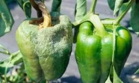 Болезни и вредители