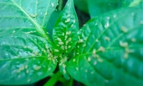 Болезни и вредители