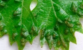 Борьба с вредителями и болезнями