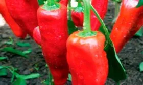 Букет востока 2