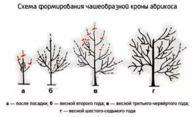 Формировка кроны