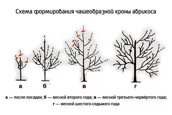 Формировка кроны