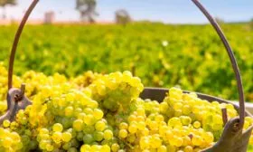 Сбор урожая