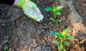 Чем и когда подкармливать