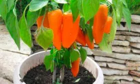 Перец лисичка куст