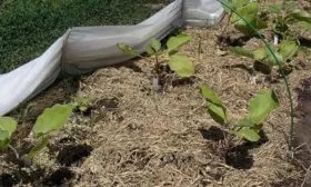 Дальнейший уход