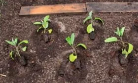 Дальнейший уход