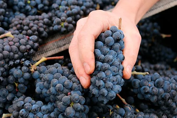 the-pinot-noir-grapes