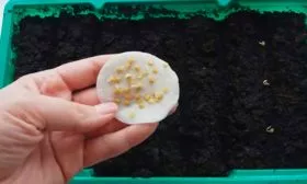 посев семян