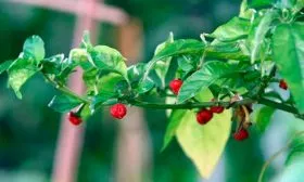 dragons-breath-pepper