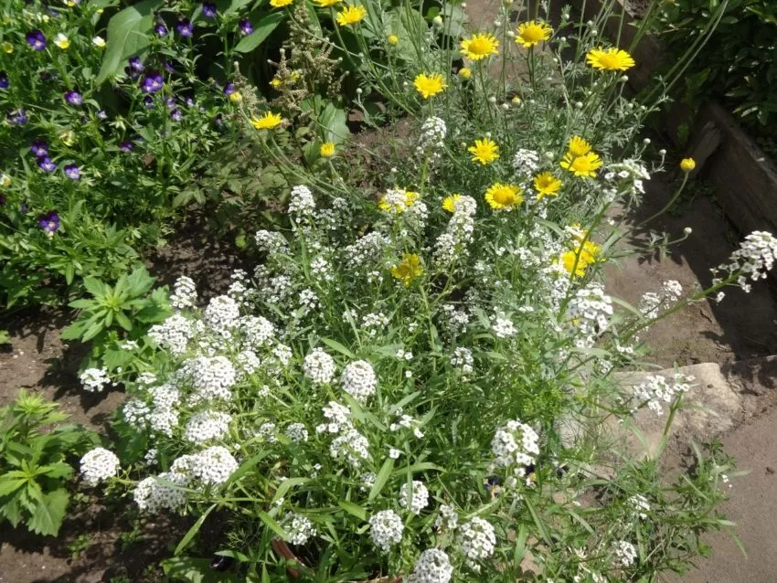 Лобулярия-цветок с ароматом мёда
