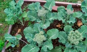 Высадка в грунт