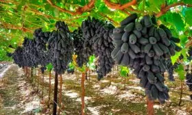 Виноград кусты