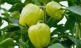 Блонди F1 (Швейцария)