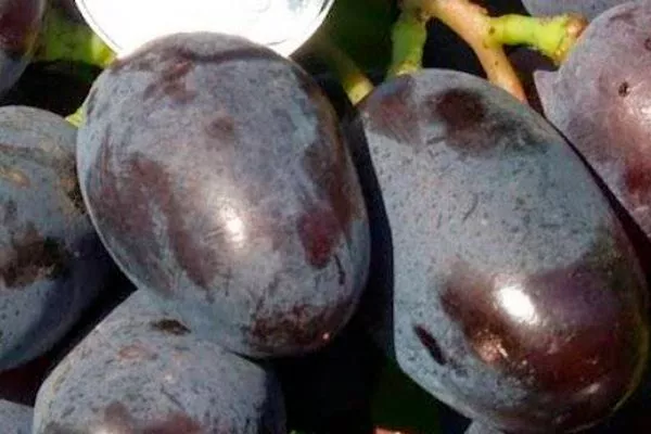 Как в домашних условиях выращивать новый виноград Ромбик?