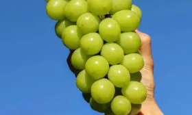 Гроздь винограда