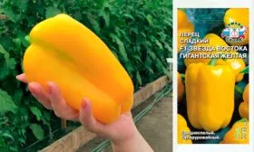 Гигантская желтая