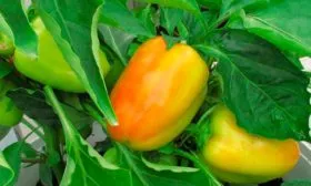 Характеристика плодов