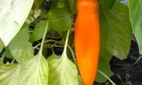 Характеристика плодов1