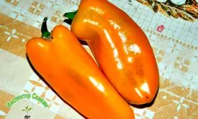 Характеристика внешнего вида растения и плодов