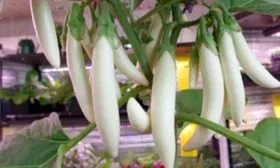 Характеристика внешнего вида растения и плодов