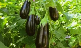 Характеристики