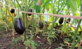 Характеристики плодов и урожайность