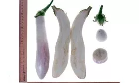 созревание